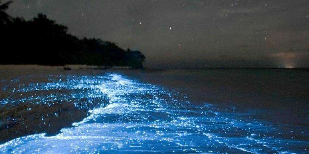 Top places for Bioluminescence